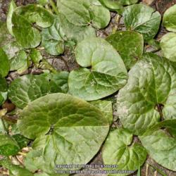 Location: Del Norte county, Ca. amongst the Redwoods
Date: 2007-03-23
wild creeping ginger