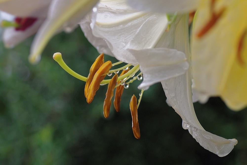 Photo of Oriental Lily (Lilium 'Casa Blanca') uploaded by dirtdorphins