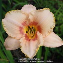 Location: My Garden, Ontario, Canada
Date: 2018-08-08
A later blooming daylily that has formed a good clump quickly in 