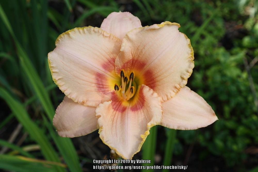 Photo of Daylily (Hemerocallis 'Bordello Queen') uploaded by touchofsky