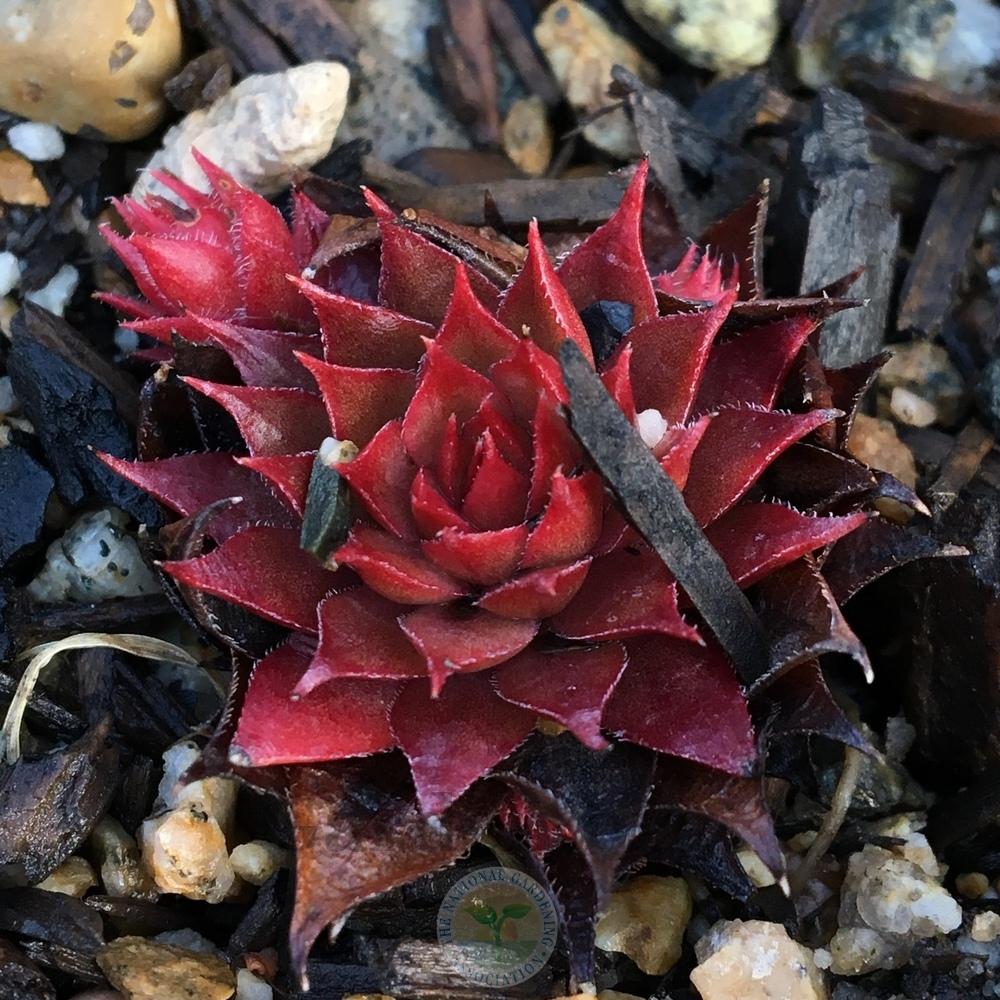 Photo of Hen and Chicks (Sempervivum 'Red Beauty') uploaded by BlueOddish