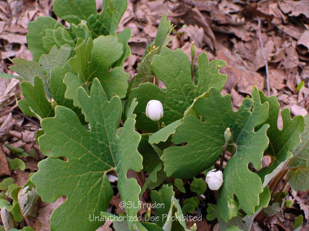 Photo of Bloodroot (Sanguinaria canadensis) uploaded by DaylilySLP