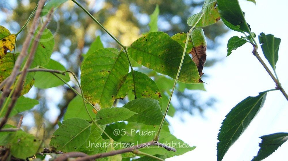 Photo of Poison Ivy (Toxicodendron radicans) uploaded by DaylilySLP