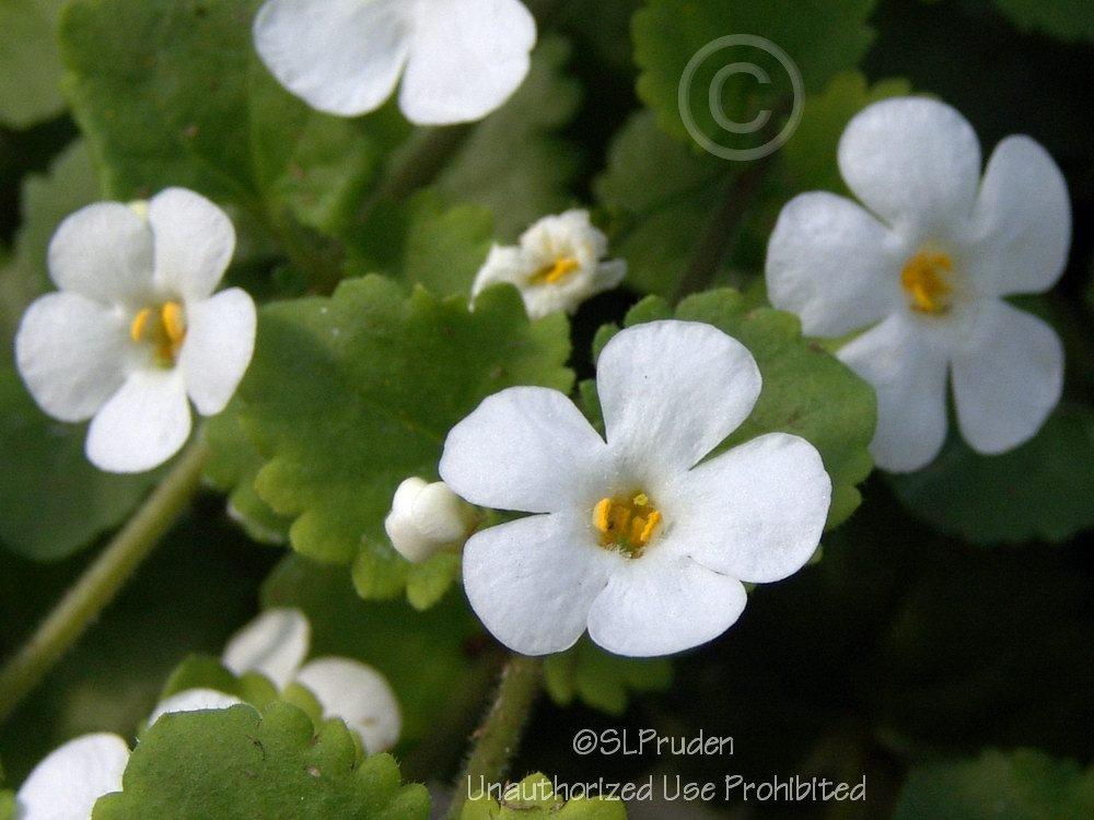 Photo of Bacopa (Sutera Snowstorm® Giant Snowflake®) uploaded by DaylilySLP