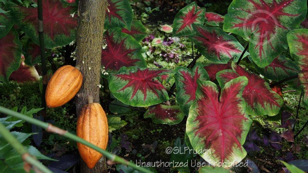Photo of Cocoa Tree (Theobroma cacao) uploaded by DaylilySLP
