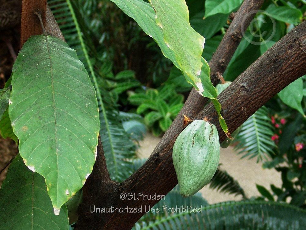 Photo of Cocoa Tree (Theobroma cacao) uploaded by DaylilySLP