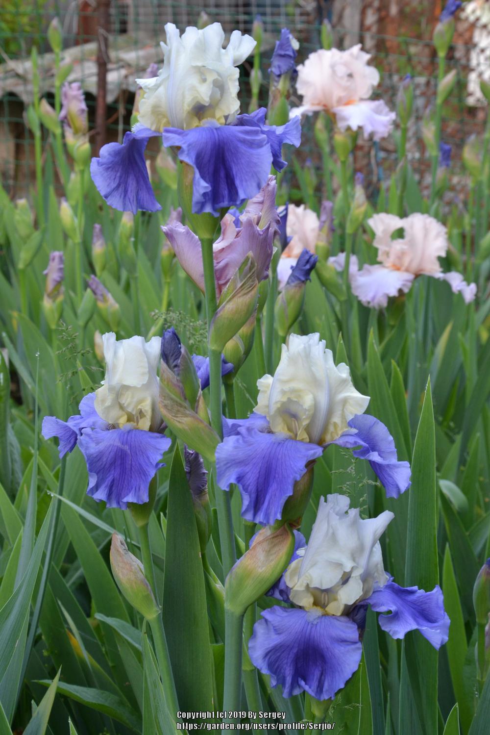 Photo of Tall Bearded Iris (Iris 'Stairway to Heaven') uploaded by Serjio