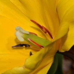 Location: Botanical Gardens of the State of Georgia...Athens, Ga
Date: 2019-03-24
Yellow Tulip 018