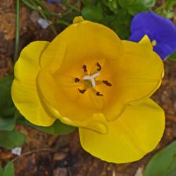 Location: Botanical Gardens of the State of Georgia...Athens, Ga
Date: 2019-03-24
Yellow Tulip 017