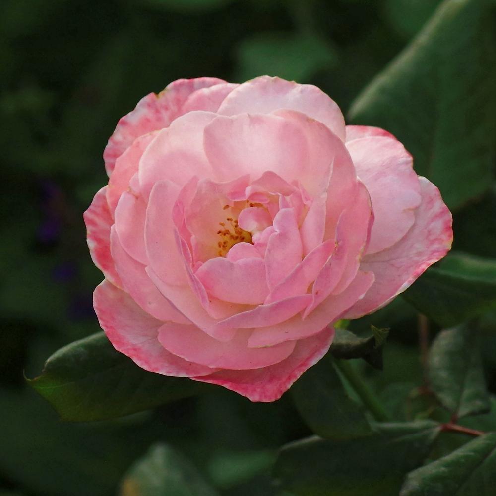 Photo of Rose (Rosa 'English Miss') uploaded by dirtdorphins
