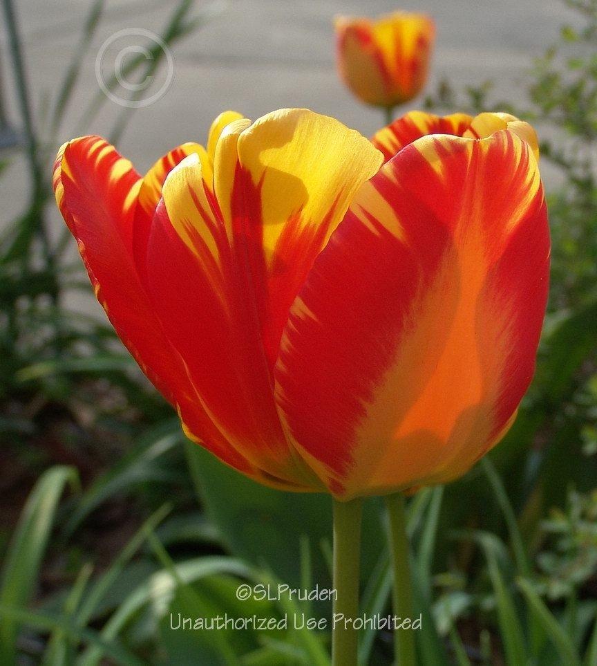 Photo of Darwin Tulip (Tulipa 'Banja Luka') uploaded by DaylilySLP