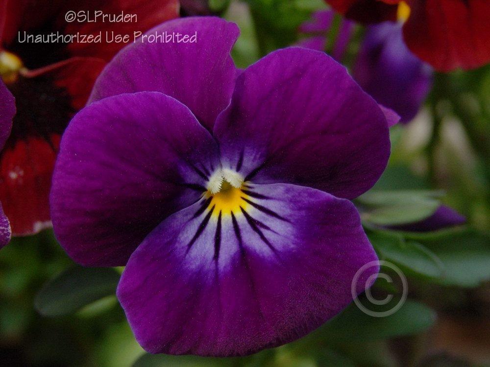Photo of Viola (Viola cornuta Penny™ Lane Mix) uploaded by DaylilySLP