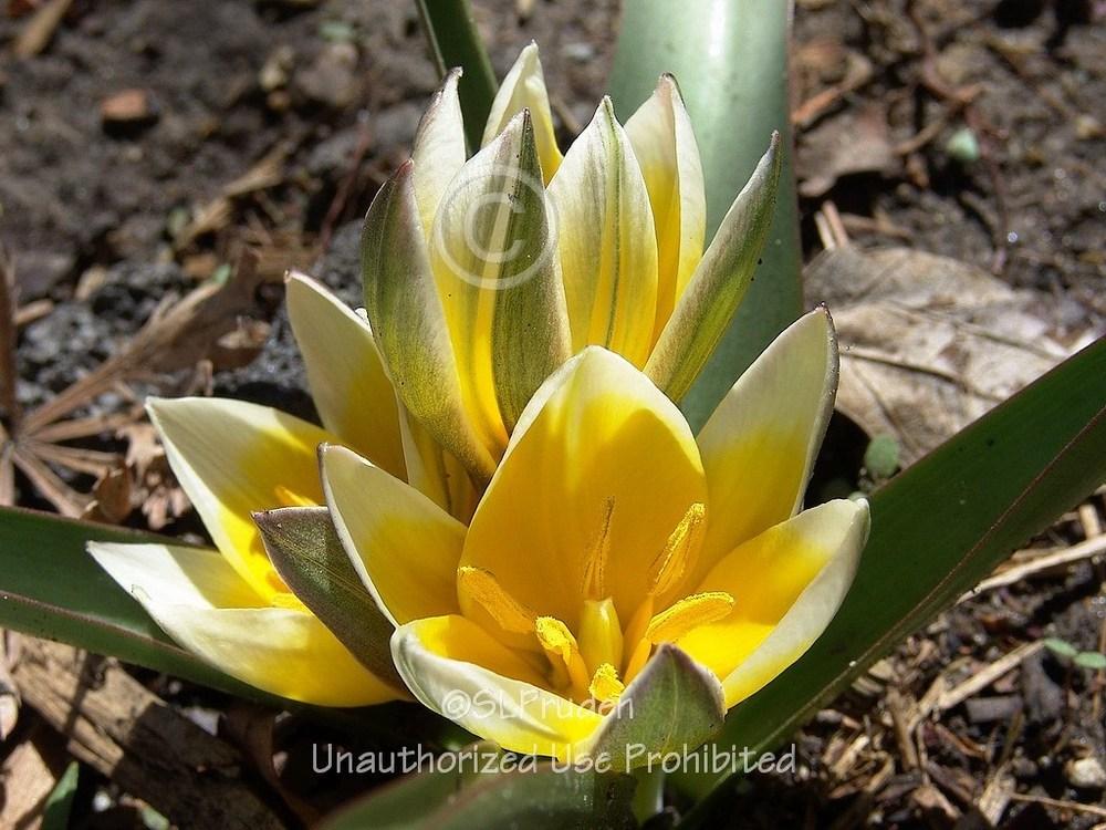 Photo of Tarda Tulip (Tulipa urumiensis) uploaded by DaylilySLP