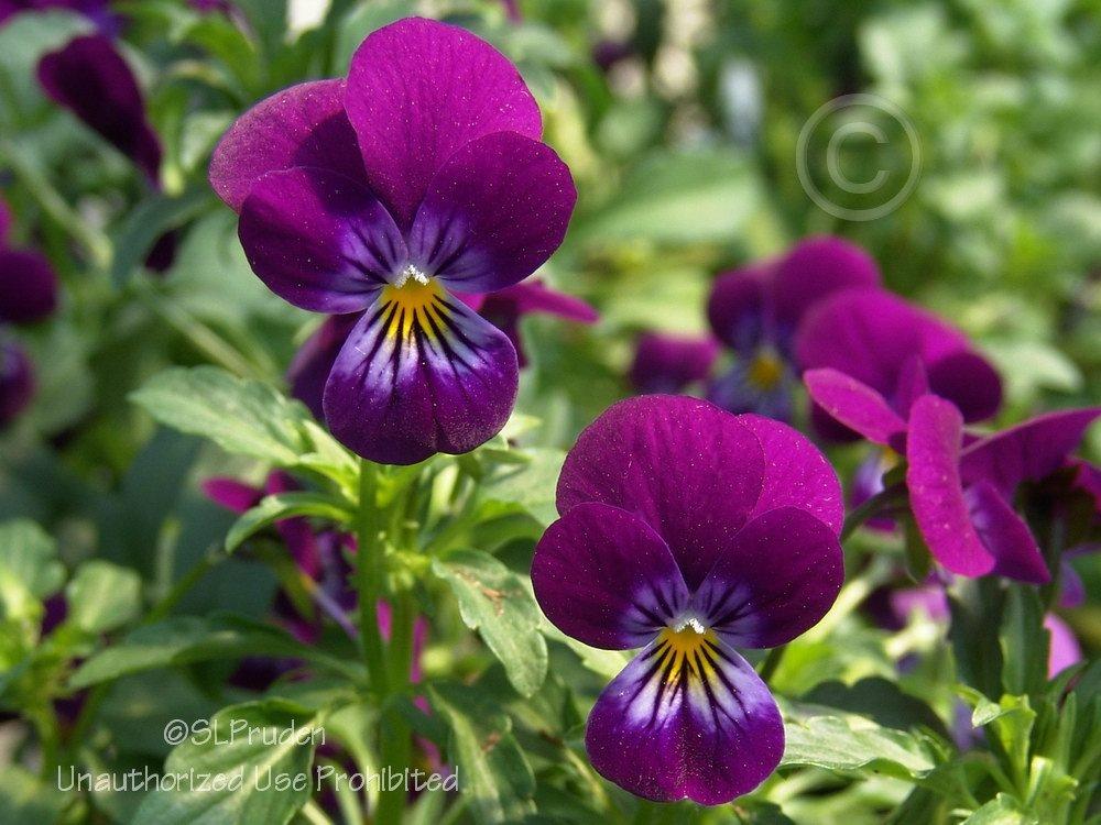 Photo of Horned Violet (Viola cornuta 'King Henry') uploaded by DaylilySLP