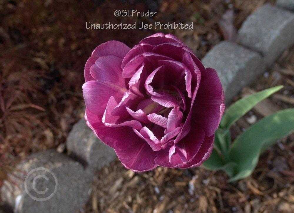 Photo of Double Late Tulip (Tulipa 'Blue Diamond') uploaded by DaylilySLP