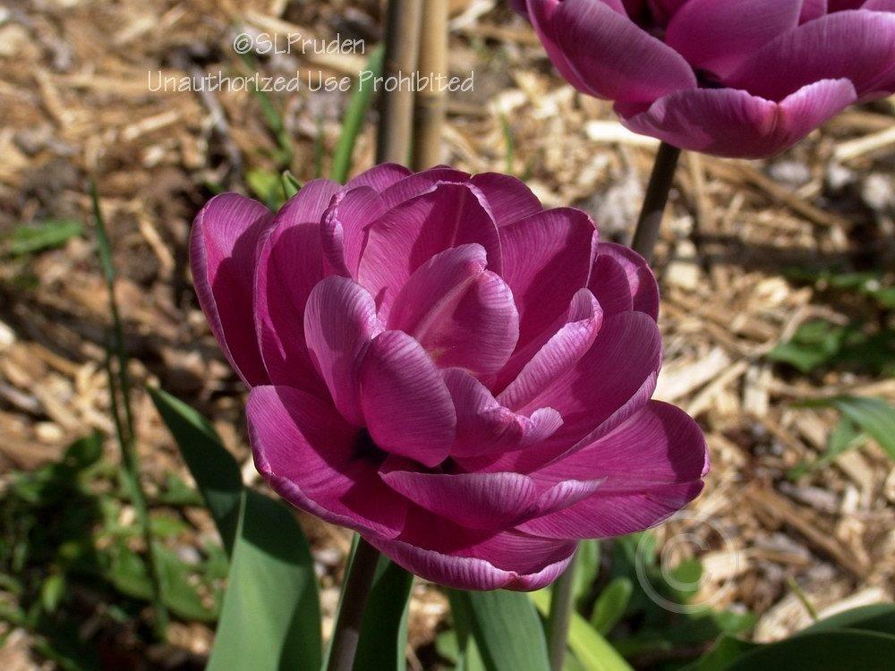 Photo of Double Late Tulip (Tulipa 'Blue Diamond') uploaded by DaylilySLP