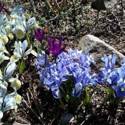 Location: IN MY GARDEN (920 m in the northern alps)
Date: 2019-03-22