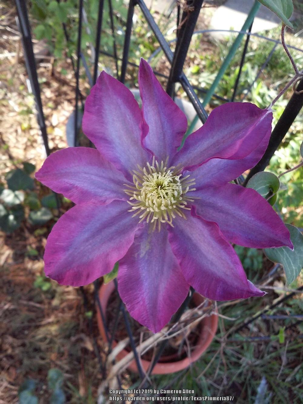Photo of Clematis 'Pink Champagne' uploaded by TexasPlumeria87