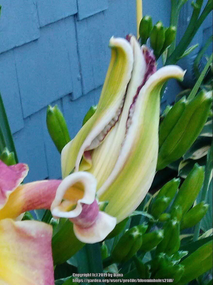 Photo of Daylily (Hemerocallis 'Spocks Ears') uploaded by bloominholes2fill