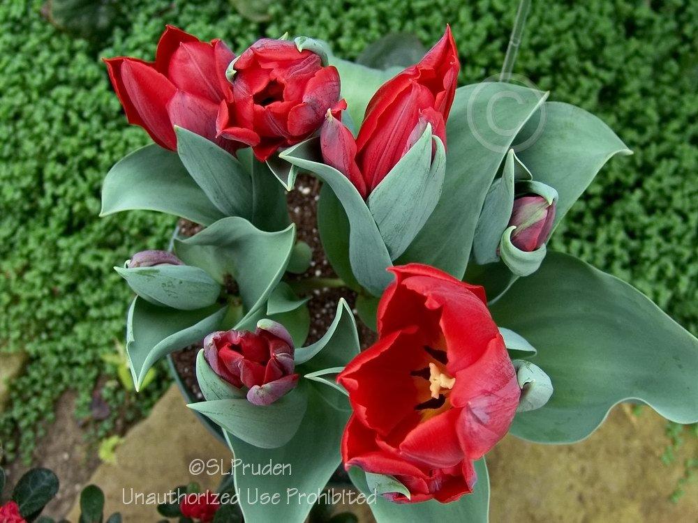 Photo of Single Early Tulip (Tulipa 'Couleur Cardinal') uploaded by DaylilySLP