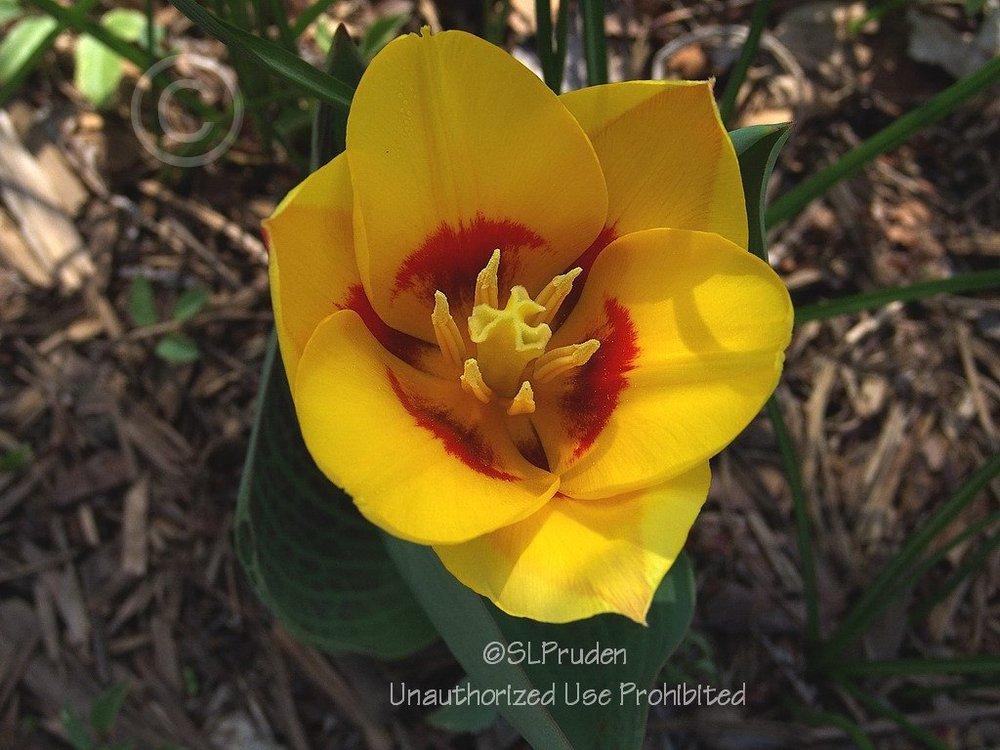 Photo of Waterlily Tulip (Tulipa kaufmanniana 'Stresa') uploaded by DaylilySLP