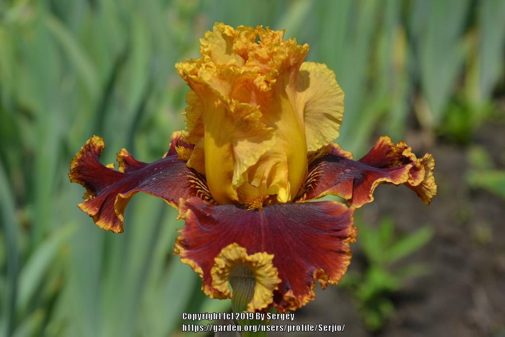 Photo of Tall Bearded Iris (Iris 'Stop the Traffic') uploaded by Serjio