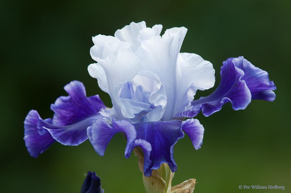 Photo of Tall Bearded Iris (Iris 'World Premier') uploaded by William