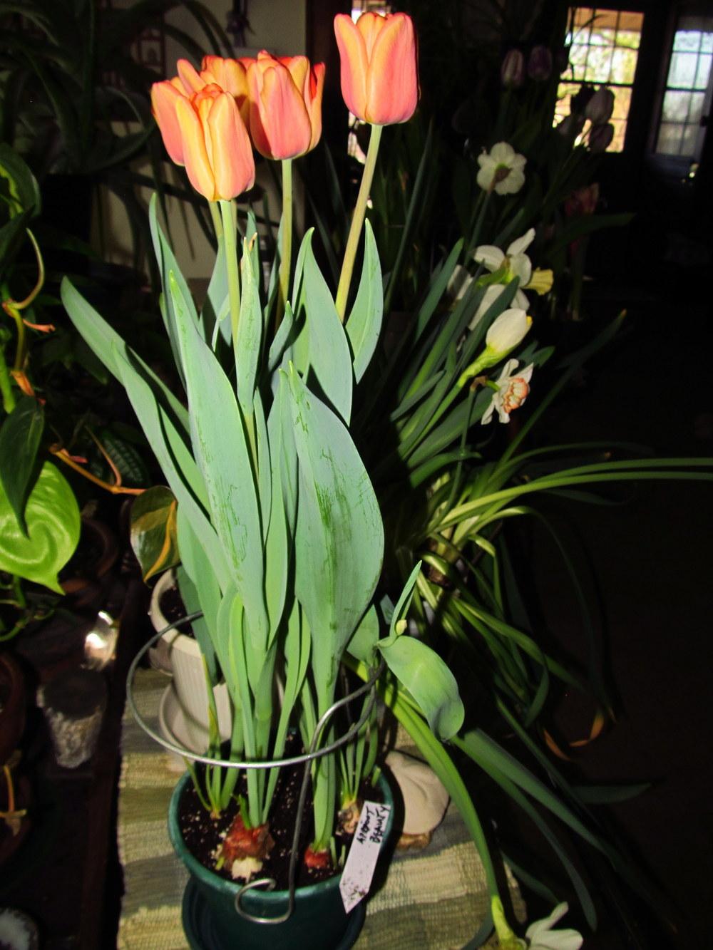 Photo of Single Early Tulip (Tulipa 'Apricot Beauty') uploaded by jmorth