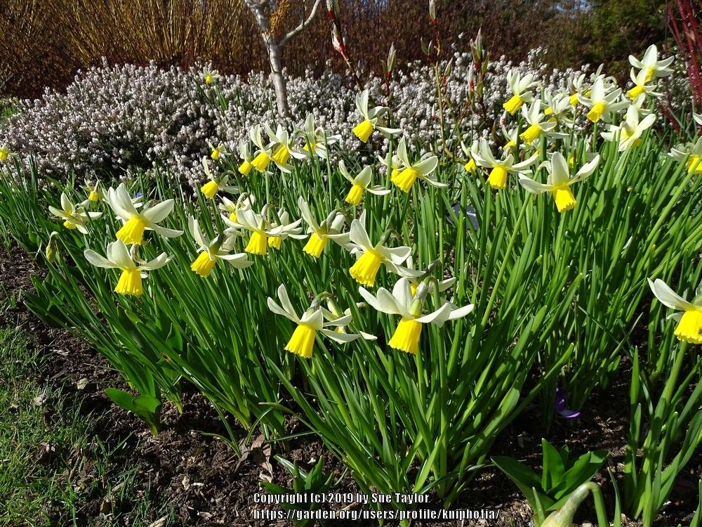 Photo of Cyclamineus Narcissus (Narcissus 'Jack Snipe') uploaded by kniphofia