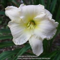 Location: My Garden, Ontario, Canada
Date: 2018-08-14
This is a vigorous, dependable white daylily with large blooms.