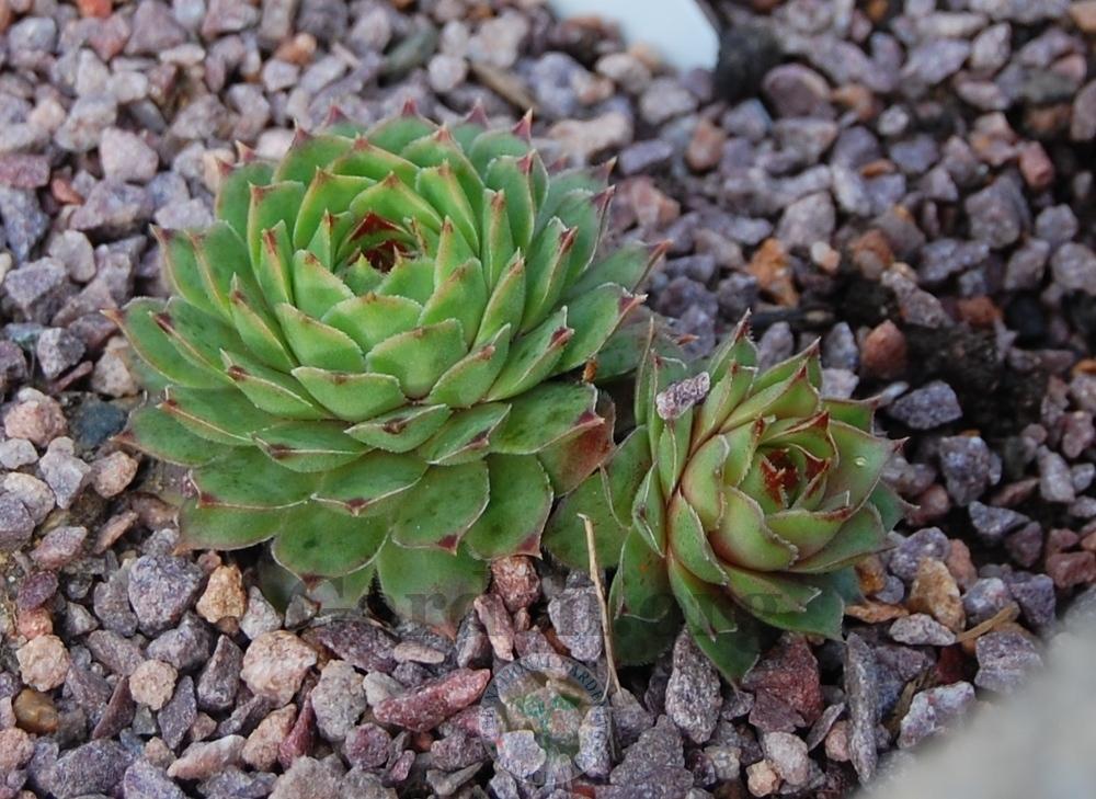 Photo of Hen and Chick (Sempervivum calcareum 'from Ceuse') uploaded by valleylynn