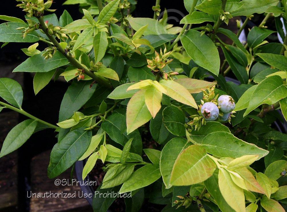 Photo of Lowbush Blueberry (Vaccinium angustifolium 'Top Hat') uploaded by DaylilySLP