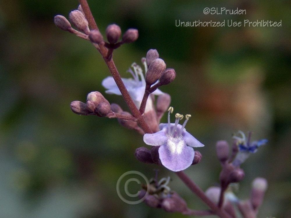 Photo of Arabian Lilac (Vitex trifolia 'Purpurea') uploaded by DaylilySLP