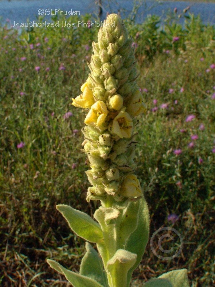 Photo of Common Mullein (Verbascum thapsus) uploaded by DaylilySLP