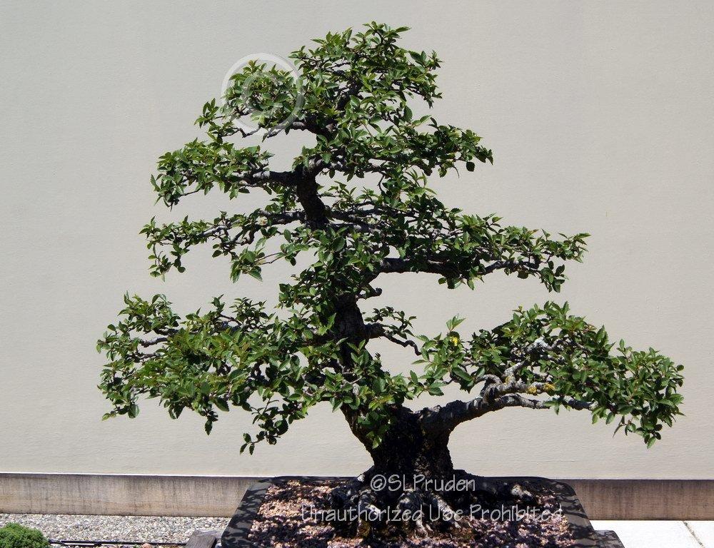 Photo of Chinese Elm (Ulmus parvifolia) uploaded by DaylilySLP