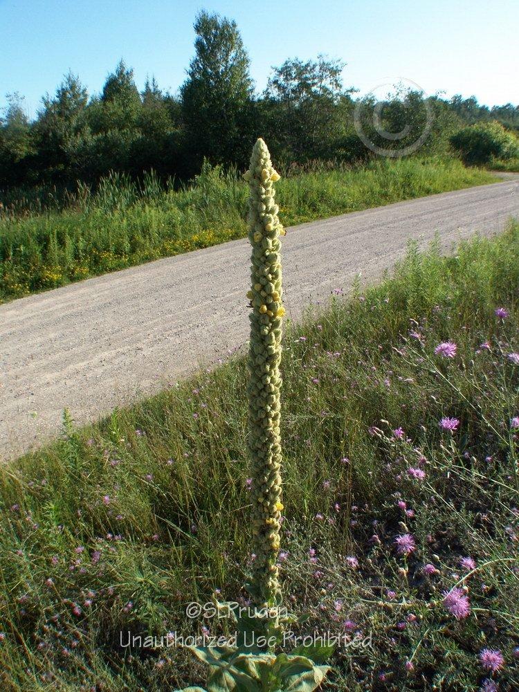 Photo of Common Mullein (Verbascum thapsus) uploaded by DaylilySLP