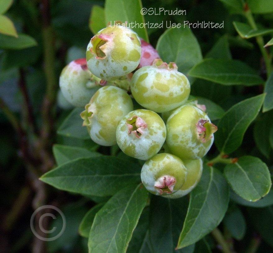 Photo of Lowbush Blueberry (Vaccinium angustifolium 'Top Hat') uploaded by DaylilySLP