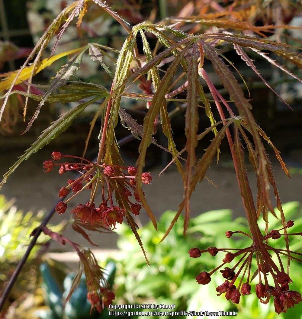 Photo of Cutleaf Japanese Maple (Acer palmatum 'Orangeola') uploaded by ShadyGreenThumb