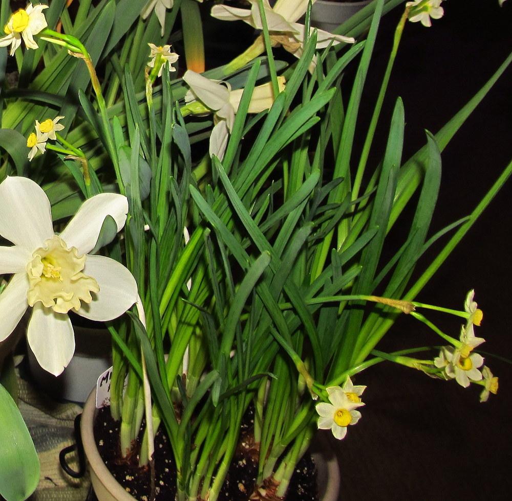 Photo of Tazetta Daffodil (Narcissus 'Minnow') uploaded by jmorth