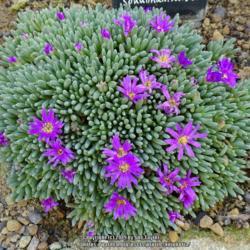 Location: RHS Harlow Carr alpine house, Yorkshire
Date: 2019-03-24