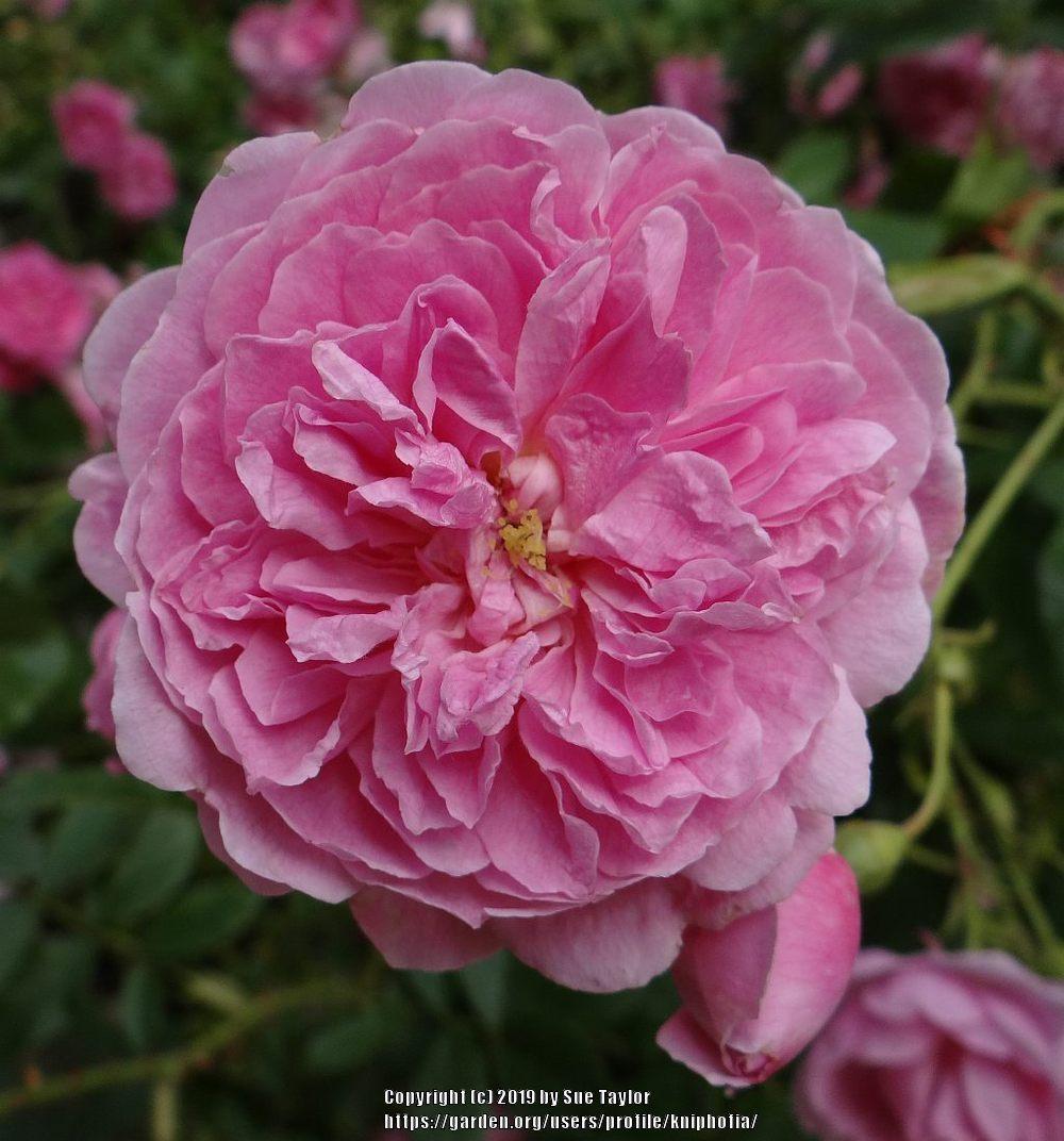 Photo of Rose (Rosa 'Harlow Carr') uploaded by kniphofia
