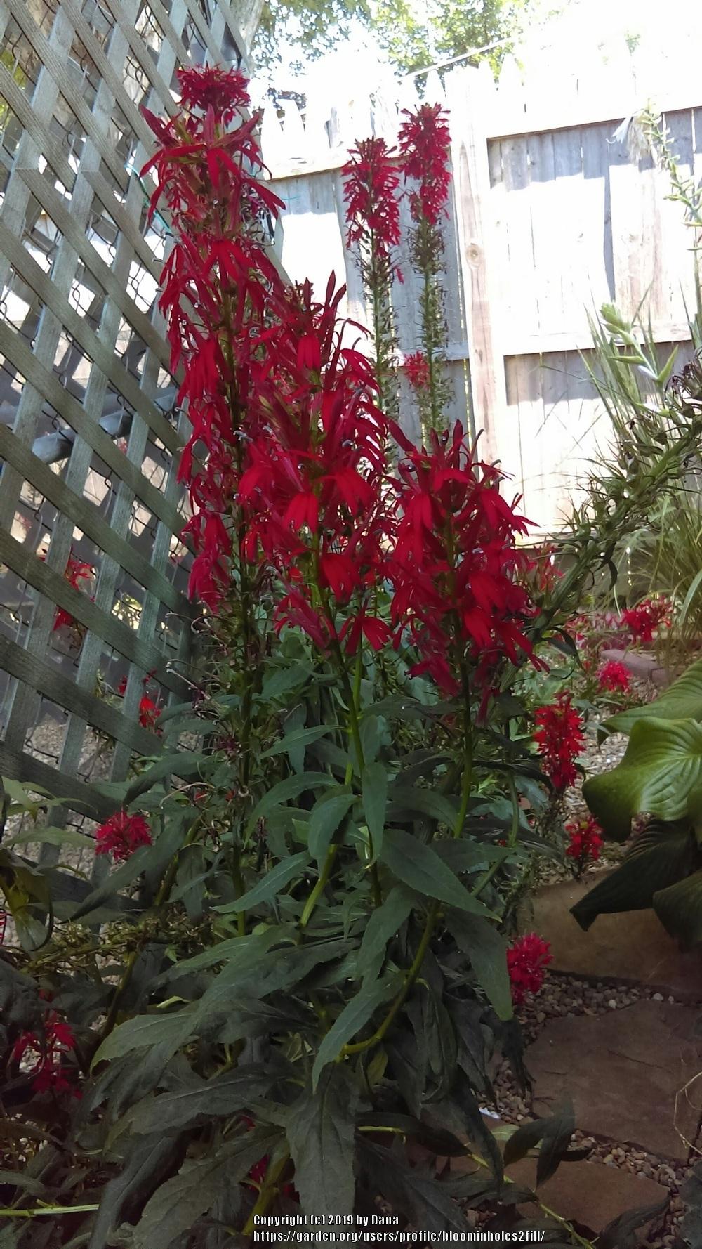 Photo of Cardinal Flower (Lobelia cardinalis) uploaded by bloominholes2fill