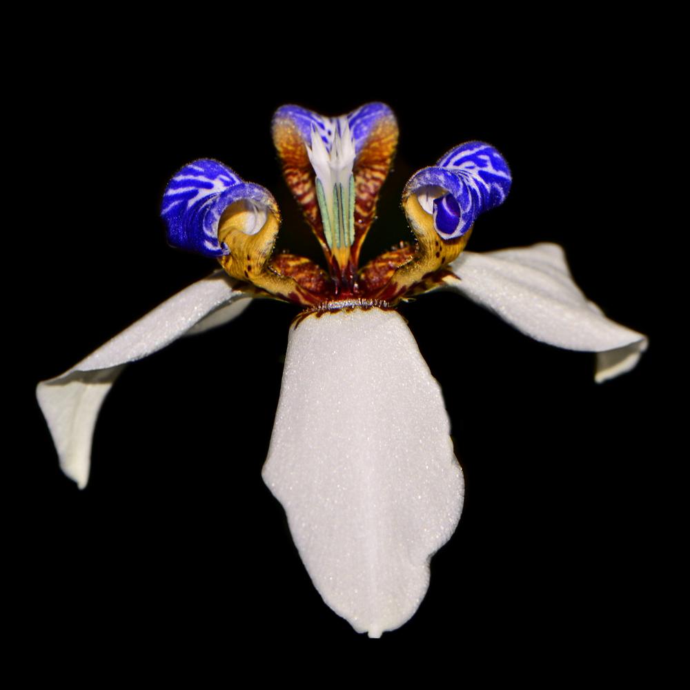 Photo of Walking Iris (Trimezia gracilis) uploaded by dawiz1753