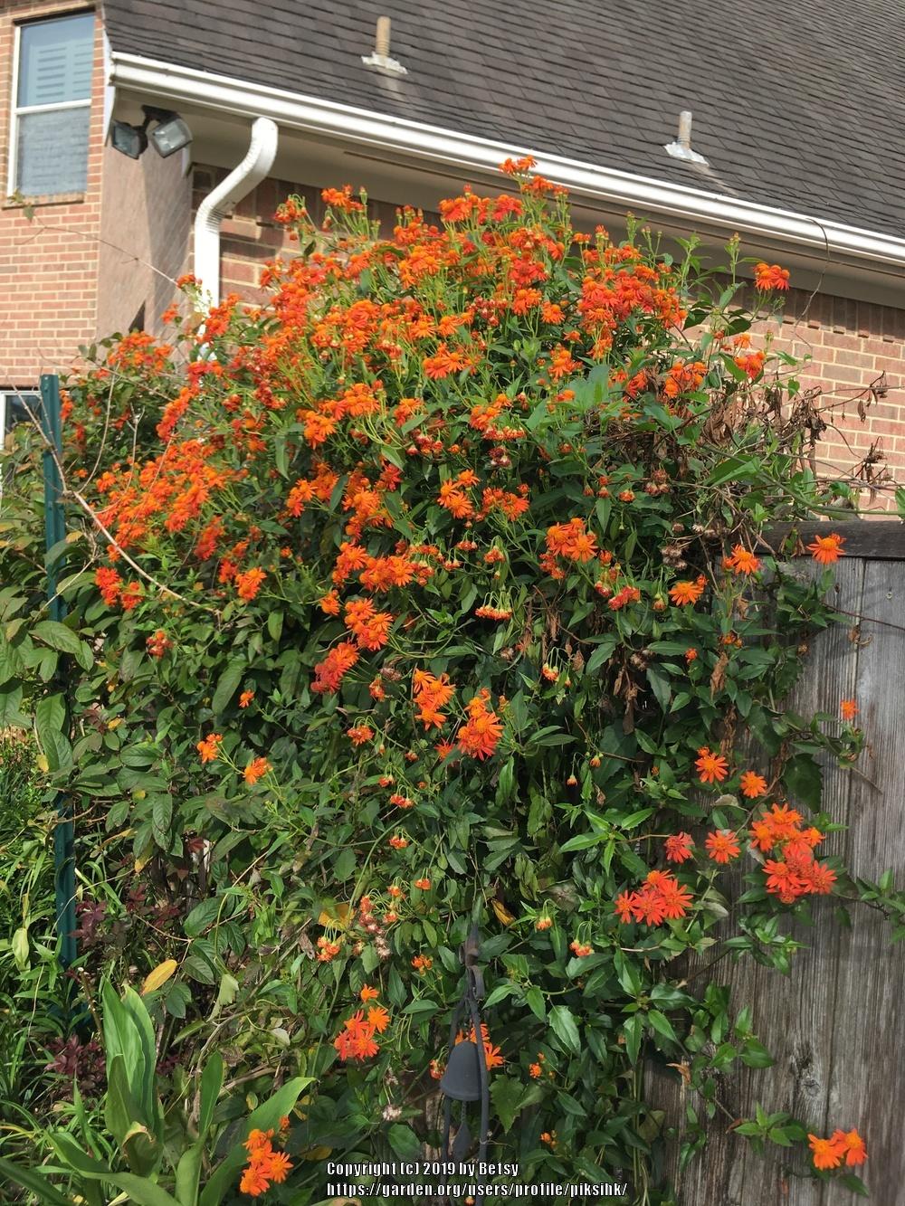 Photo of Mexican Flame Vine (Pseudogynoxys chenopodioides) uploaded by piksihk