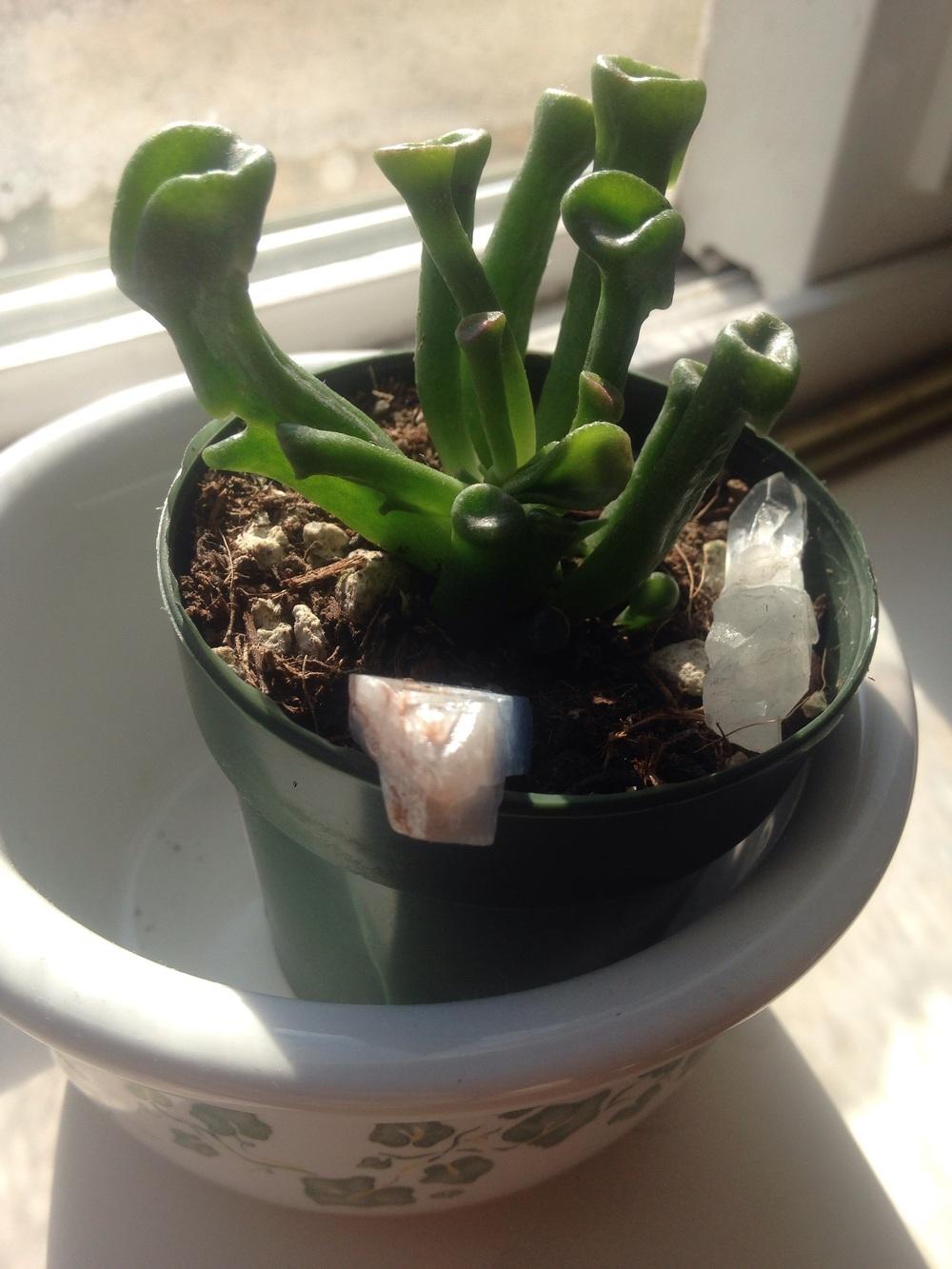 Photo of Jade Plant (Crassula ovata 'Ogre Ears') uploaded by AnnKerri