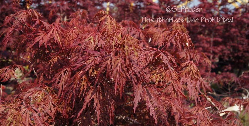 Photo of Cutleaf Japanese Maple (Acer palmatum 'Orangeola') uploaded by DaylilySLP