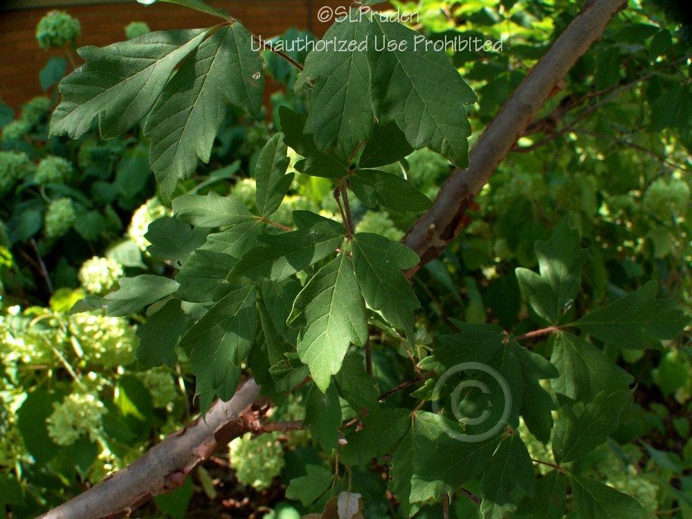 Photo of Paperbark Maple (Acer griseum) uploaded by DaylilySLP