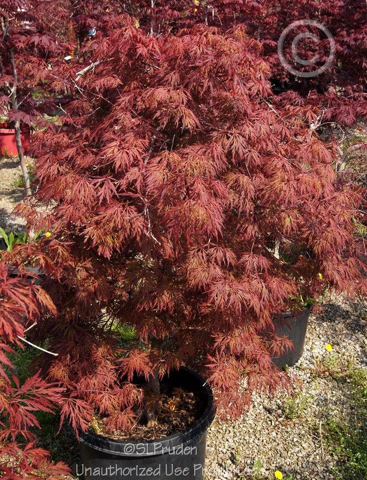 Photo of Cutleaf Japanese Maple (Acer palmatum 'Orangeola') uploaded by DaylilySLP