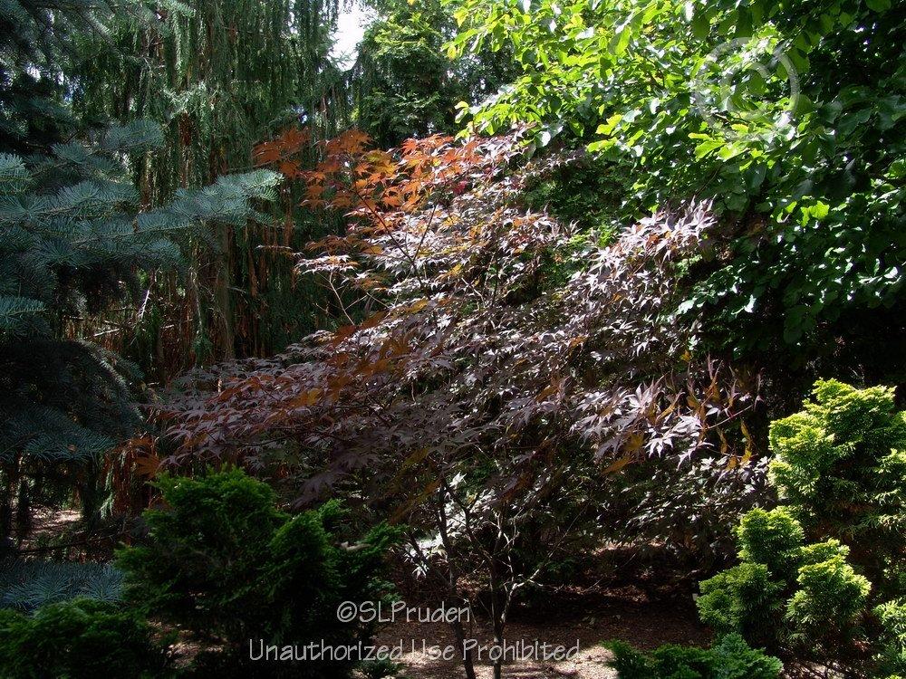 Photo of Japanese Maple (Acer palmatum var. amoenum 'Bloodgood') uploaded by DaylilySLP