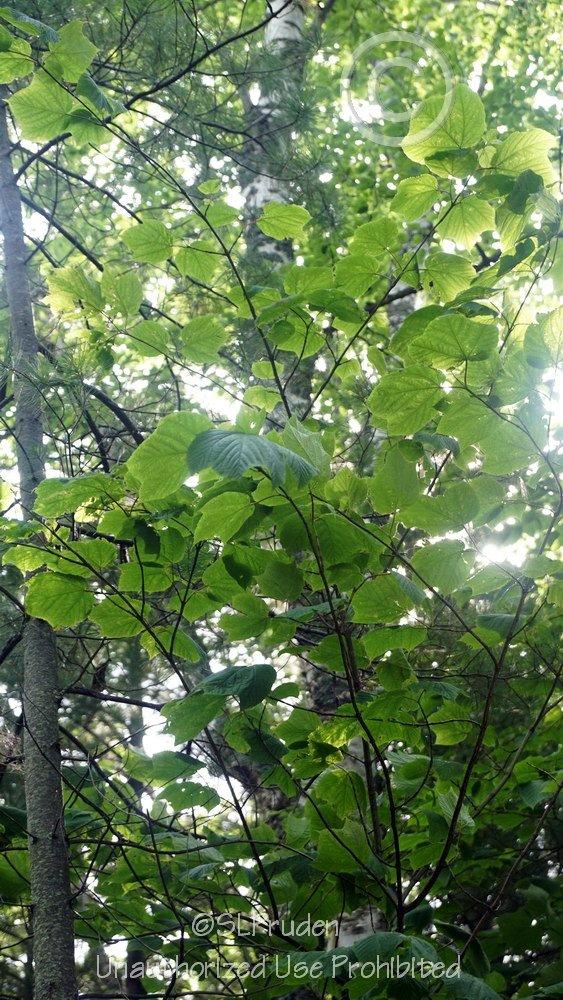 Photo of Striped Maple (Acer pensylvanicum) uploaded by DaylilySLP